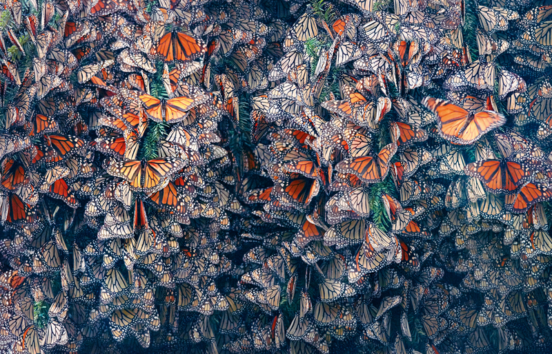 Imagen: Tim Flach